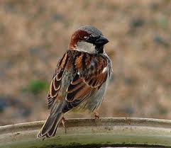 Grey Bird With Black And White Striped Head Pin By Centralpark Com On Birds Of Central Park House Sparrow Backyard Birds Birds