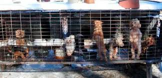 There are many reasons as to why you should avoid purchasing a dog from a puppy mill and zero advantages towards doing so. Still Ill Puppy Mills Continue To Make People Sick Aspca