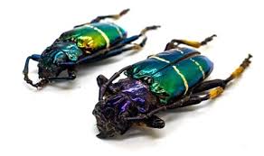 Image result for Sphaeranthus chandleri