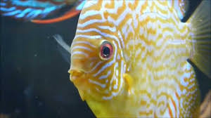 discus fish types discus fish the king of aquarium