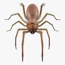 Actually, it can seldom reach a leg span bigger than 5 inches. Solifugae Oder Kamelspinne Mit Pelz 3d Modell Turbosquid 1194200