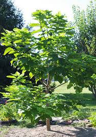 Check spelling or type a new query. A Catalpa Tree In My Garden Dave S Garden