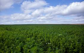It was created in 1992 to ensure its customers that the products sold in its stores are produced ethically and. Tesco Nurture Gold Standard Accreditation For Mid Coul Farm This Is Organics