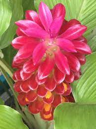 Curcuma Flower On My Patio Flower Garden Tropical Flowers Ginger Plant