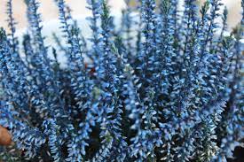 Blue Heather Heather Flower Heather Plant Wedding Flower Inspiration