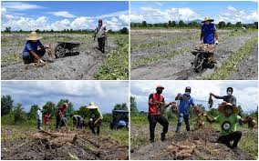 Kekacang, kacang soya, ubi keledek atau sebarang tanaman yang mampu mengembalikan nitrogen dan mineral kepada tanah ditanam selang dua tahun dan kemudiannya kapas pada tahun ketiga. Bernama Pemuda Manfaatkan Tempoh Kawalan Pergerakan Tanam Ubi Vitato