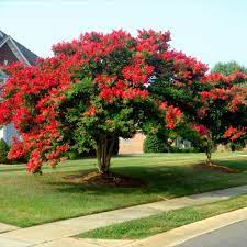 This stunning tree is renowned for its showy flowers, beautiful bark, fast growth, and tolerance of soil conditions. Dynamite Crape Myrtle Plantingtree