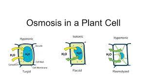 Because plants do not have a skeletal system, the pressure created by. Osmosis In A Plant Cell Ppt Video Online Download