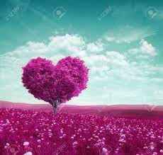 Purple hearts wallpapers wallpapers cave. Purple Heart Tree Wallpaper Stock Photo Picture And Royalty Free Image Image 97074144