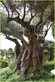 Imagen Propia Olivo Weird Trees Old Trees Twisted Tree