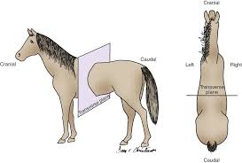 Transverse Plane Animals Horse Care Animal Quotes