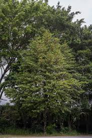 Image result for Suregada