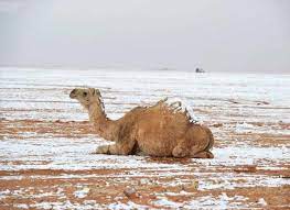 سجلت 7 مدن عربية، اليوم الأحد 27 يونيو‎/‎حزيران، أعلى درجات ‏حرارة في العالم في آخر 24 ساعة.‏ وتجاوزت درجات الحرارة في عدد من المدن العربية، بحسب موقع موجة الحر الأولى.روسيا على موعد مع ارتفاع درجات الحرارة نهاية الأسبوع. Ø§Ù„ÙŠÙˆÙ… Ø§Ù†Ø®ÙØ§Ø¶ Ø¯Ø±Ø¬Ø§Øª Ø§Ù„Ø­Ø±Ø§Ø±Ø© ÙˆÙ‡Ø·ÙˆÙ„ Ø£Ù…Ø·Ø§Ø± Ø¹Ù„Ù‰ Ø§Ù„Ø±ÙŠØ§Ø¶ ØµØ­ÙŠÙØ© Ø§Ù„Ø§Ù‚ØªØµØ§Ø¯ÙŠØ©