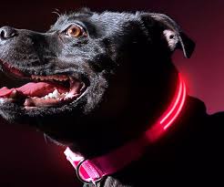 Light Up Dog Collar