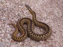 Pin On Snakes