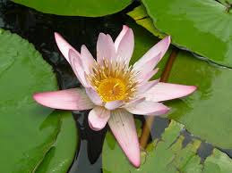 Image result for Nymphaea nouchali