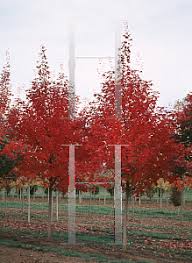 We did not find results for: Horticopia Acer Saccharum Bonfire Sugar Maple Florida Maple Hard Maple Rock Maple