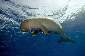 Marine mammal, sole living member of the family dugongidae. Dugong Kidcyber