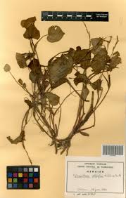 Image result for Heteranthera callifolia