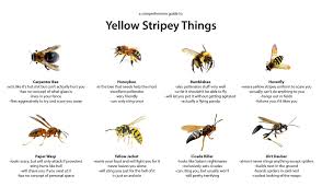 A Comprehensive Guide To Yellow Stripey Sic Things