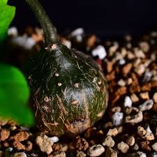 Image result for Cyclantheropsis parviflora