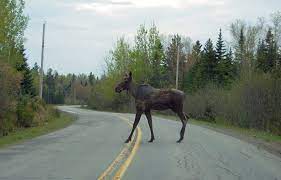 Gardiner is included in the augusta, maine micropolitan new england city and town area. 39 Reasons Living In Maine Ruins You For Life Maine Living Maine Travel Maine