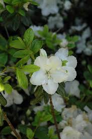 Pleasant White Azalea Rhododendron Pleasant White At Plumline Nursery White Azalea Azalea Flower Azaleas