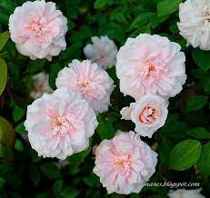 Cecile Brunner Rose Climbing Roses Beautiful Roses
