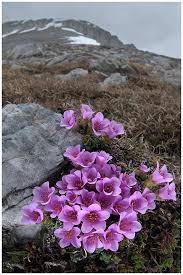 La raccolta si effettua a mano per preservare la diversità delle varietà selvatiche. Pin Di Peggy Laing Prater Su Flowers Flowers Everywhere Fiori Selvatici Fiori Insoliti Foto Di Fiori