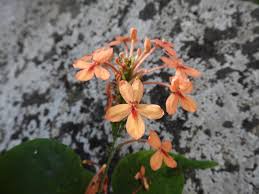 Image result for Ruspolia seticalyx