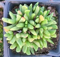 Image result for Hereroa