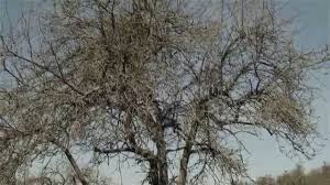 Wann ist der richtige zeitpunkt für den obstbaumschnitt? Obstbaum Richtig Schneiden Obstbaumschnitt Erhaltungsschnitt Sanierungsschnitt Alter Obstbaume Youtube