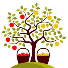 A bounty of your favorite fruits from one tree. Multi Grafted Fruit Trees Stark Bro S Custom Graft Fruit Trees