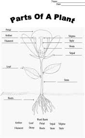 This parts of a flower flip book is perfect for toddlers, preschoolers, kindergartners, grade 1, and grdae 2 students as they learn about flower parts! Parts Of A Plant Worksheet Find A Flower To Dissect And Glue Appropriate Parts To Sheet Parts Of A Flower Plants Worksheets Plant Lessons