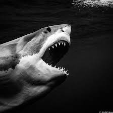 Black And White Shark Love Sharks Follow Us On Instagram Black And White Tag Friends Follow Amazingsharkposts For More Epic Shark Conten Shark Instagram Black And White