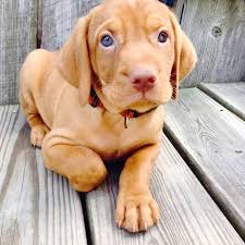 We will have a second litter available to take home late spring/early summer. This Vizsla Puppy Needs A Good Home 6 Weeks Old Losangeles