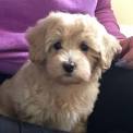 Malti Poo Puppies for Sale in Virginia - DogsNow