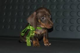 Heavy bikes in pakistan are sort of a passion for youngsters. Dachshund For Sale In The City Of Odessa Ukraine Price Negotiated Announcement 8130