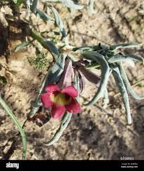 Image result for Pterodiscus