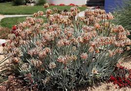 Image result for Falkia oblonga