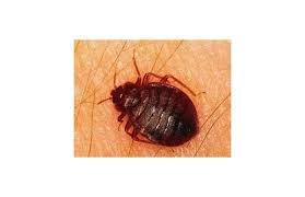 Reputed bed bugs pest control services in mumbai. Pepcopp Pest Control