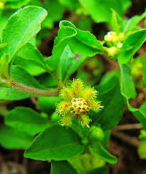 Image result for Acanthospermum