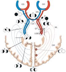 The Entire Neuro Chapter From Page 318 To 363 In One Long Scroll Cool Tasman W Jaeger E A Wills Eye Hospital Atlas Of C Neuro Optometry Optometry Education