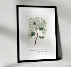 Image result for Widdringtonia nodiflora