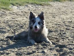 Pica in dogs is a condition where the animal feels compelled to eat objects that are not food items. Why Do Dogs Eat Dirt Diet Illness Or Habit Vets Weigh In