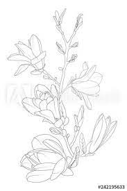 Magnolia Flowers Bloom Blossom Tree Branch Line Art Isolated Black White Drawing Botanical Vector Design Element Flower Drawing Magnolia Flower Flower Art