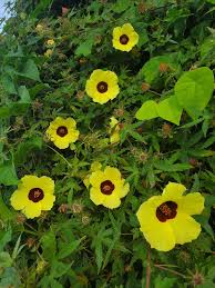 Image result for Hibiscus surattensis