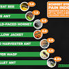 The bullet ant has a fearsome reputation wherever it occurs. Https Encrypted Tbn0 Gstatic Com Images Q Tbn And9gctblmlif8hflrpof9qbymxevszx5bur1i6l1gsuvnhocvs8q5bc Usqp Cau