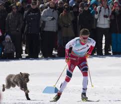 Johannes hoesflot klaebo won the final sprint of the season in falun, sweden. A Very Good Dog Norway S Johannes Hoesflot Klaebo Is Chased By A Stray Dog As He Skies The Men S 15 Km Nordic Skiing Cross Country Skier Cross Country Skiing