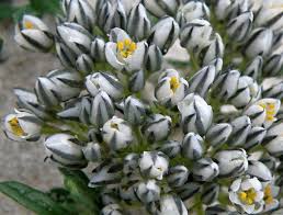 Image result for Limeum